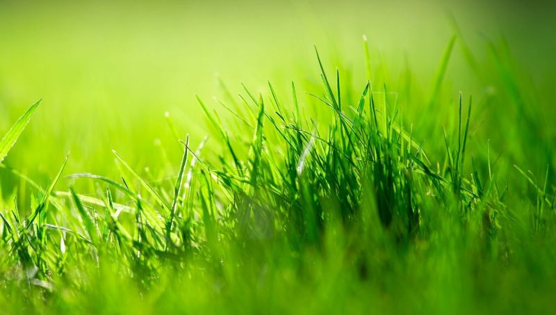 Lawn Care Essentials: Your Partner in Greenery