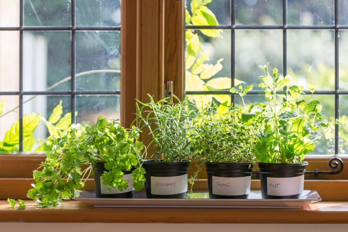 Grow herbs indoors with these tips!