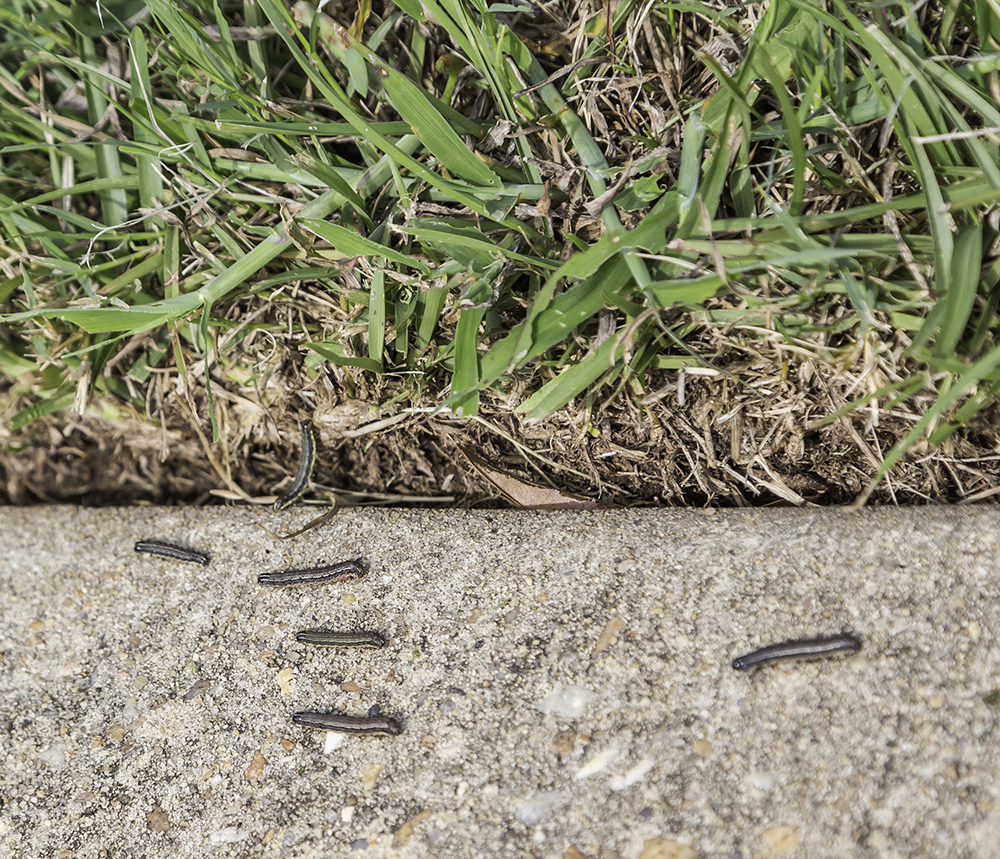Fall Army Worms and Your Lawn