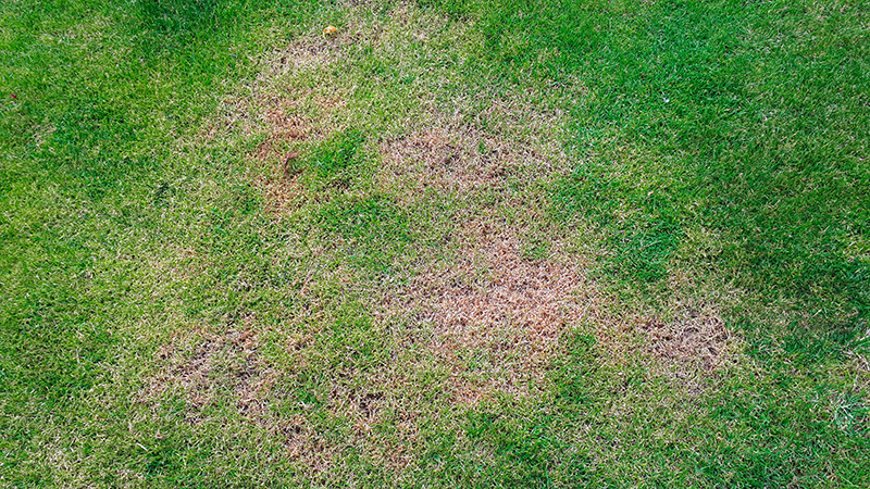 How to Identify and Treat Grass Fungus
