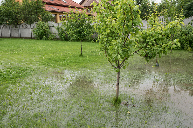 What To Do With A Waterlogged Lawn